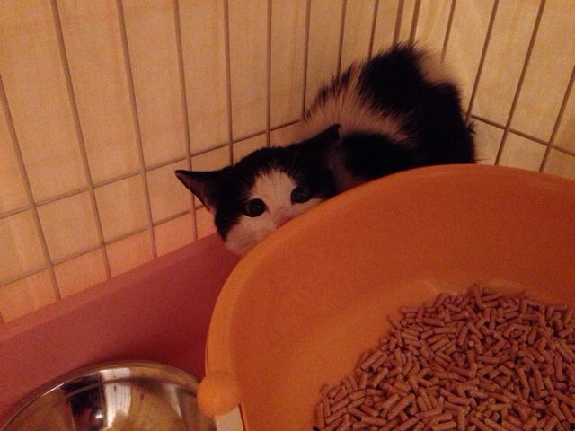 f:id:akiyochan15:20131028232951j:image:w518