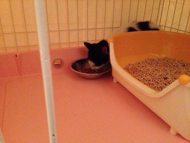 f:id:akiyochan15:20131028232952j:image:w518