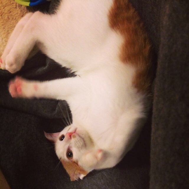 f:id:akiyochan15:20131028233655j:image:w450