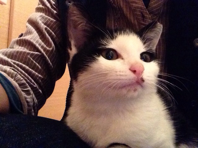 f:id:akiyochan15:20131104201714j:image:w518