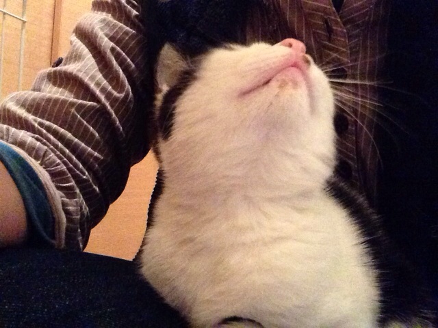 f:id:akiyochan15:20131104201715j:image:w518