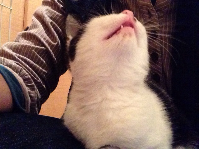 f:id:akiyochan15:20131104201716j:image:w518