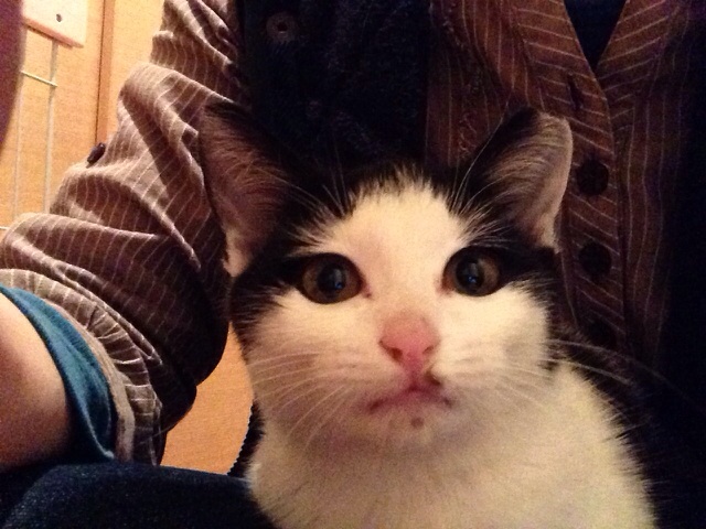 f:id:akiyochan15:20131104201717j:image:w518