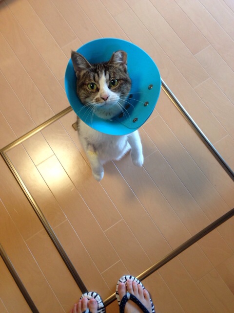 f:id:akiyochan15:20131109154255j:image:w389