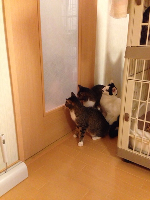 f:id:akiyochan15:20131124140703j:image:w389