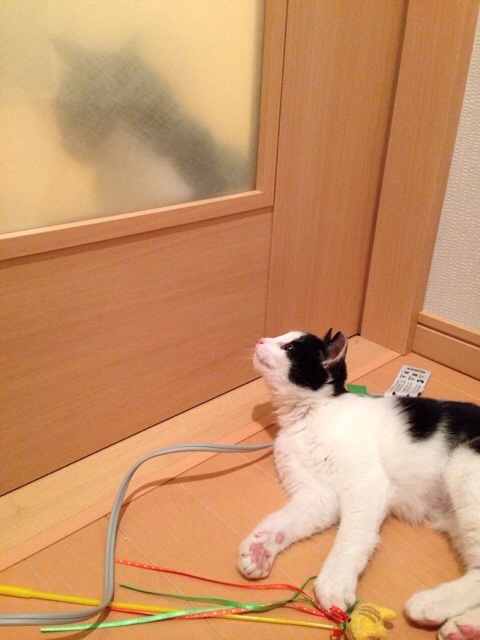 f:id:akiyochan15:20131124140706j:image:w389