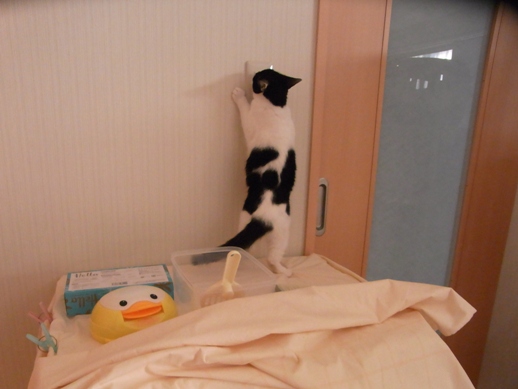 f:id:akiyochan15:20131130100432j:image