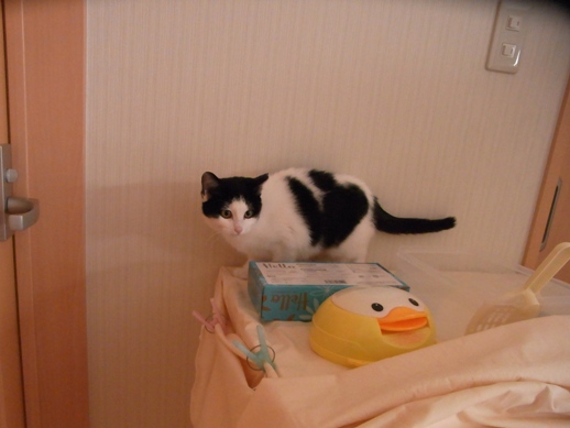 f:id:akiyochan15:20131130100444j:image