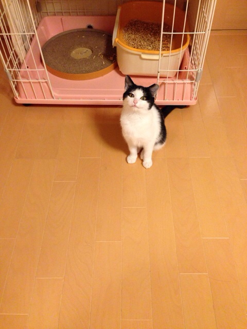 f:id:akiyochan15:20131203210120j:image:w389