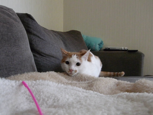 f:id:akiyochan15:20140103125403j:image f:id:akiyochan15:20140103125403j:image