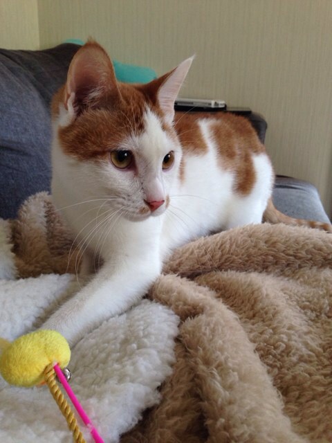 f:id:akiyochan15:20140103152636j:image:w389 f:id:akiyochan15:20140103152636j:image:w389