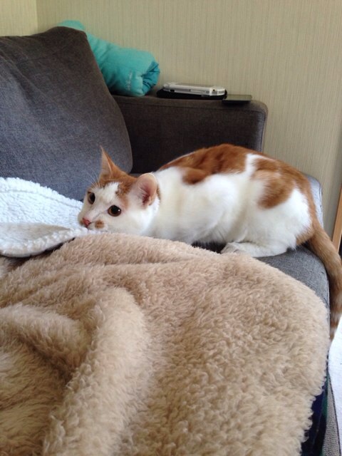 f:id:akiyochan15:20140103152637j:image:w389 f:id:akiyochan15:20140103152637j:image:w389