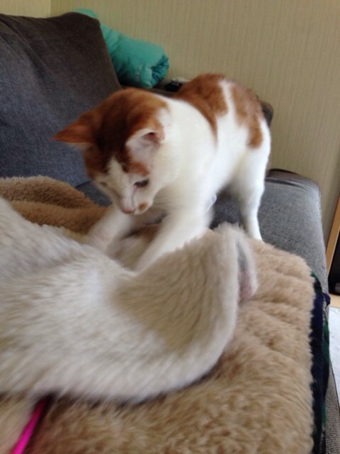 f:id:akiyochan15:20140103152740j:image:w389 f:id:akiyochan15:20140103152740j:image:w389