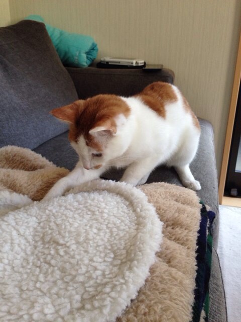 f:id:akiyochan15:20140103152741j:image:w389 f:id:akiyochan15:20140103152741j:image:w389