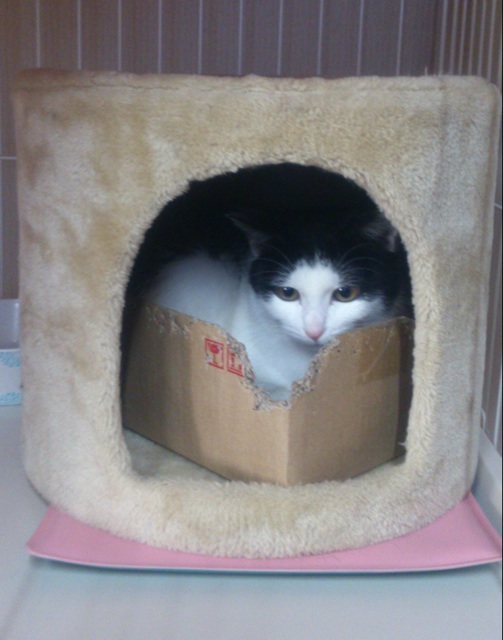 f:id:akiyochan15:20140107182653j:image:w389