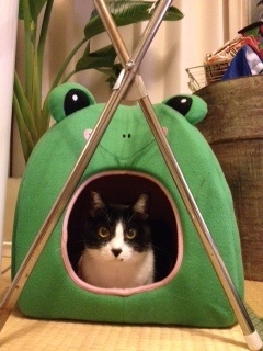 f:id:akiyochan15:20140112134435j:image