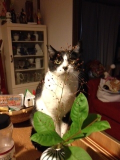 f:id:akiyochan15:20140112134438j:image