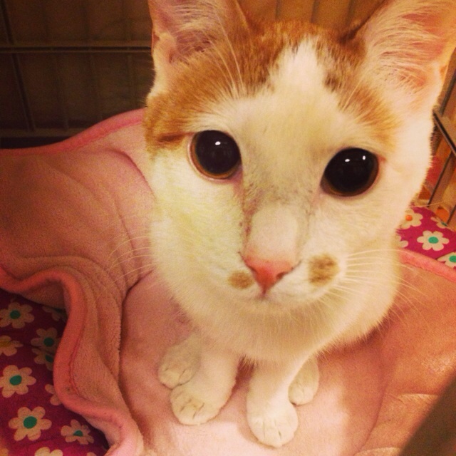 f:id:akiyochan15:20140130203503j:image:w400 f:id:akiyochan15:20140130203503j:image:w400