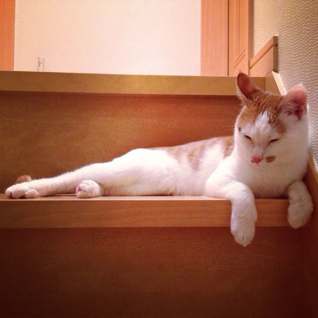 f:id:akiyochan15:20140202222158j:image:w400