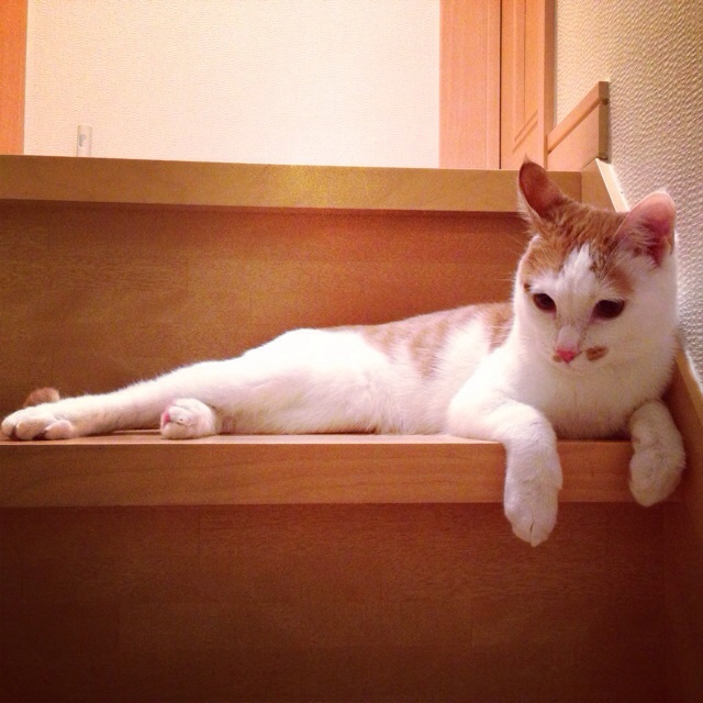 f:id:akiyochan15:20140202222200j:image:w400