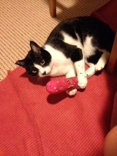 f:id:akiyochan15:20140205021303j:image