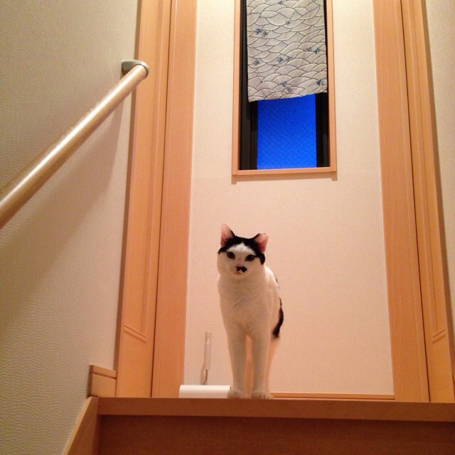 f:id:akiyochan15:20140207001323j:image:w400