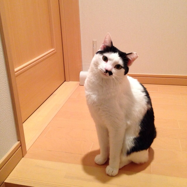 f:id:akiyochan15:20140207001324j:image:w400