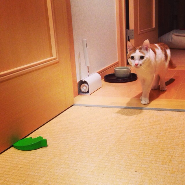 f:id:akiyochan15:20140209043017j:image:w400