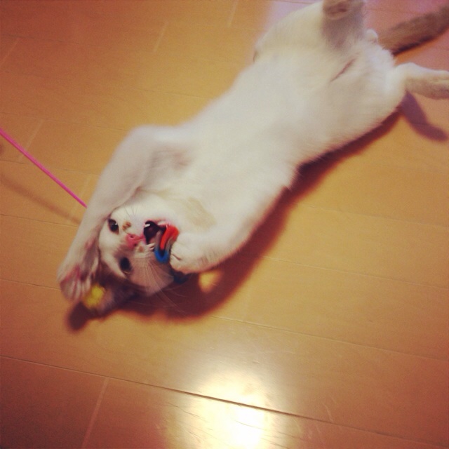 f:id:akiyochan15:20140209043018j:image:w400