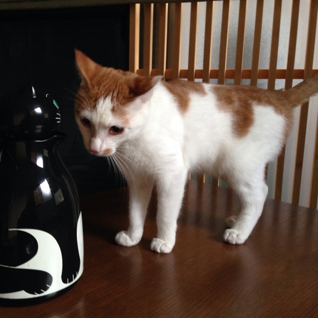 f:id:akiyochan15:20140209173111j:image:w400