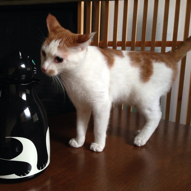 f:id:akiyochan15:20140209173112j:image:w400