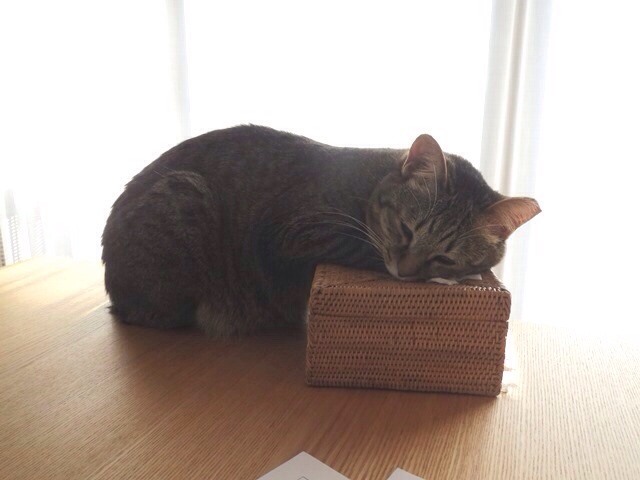 f:id:akiyochan15:20140209173832j:image:w518