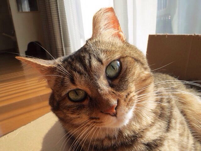 f:id:akiyochan15:20140209173835j:image:w518