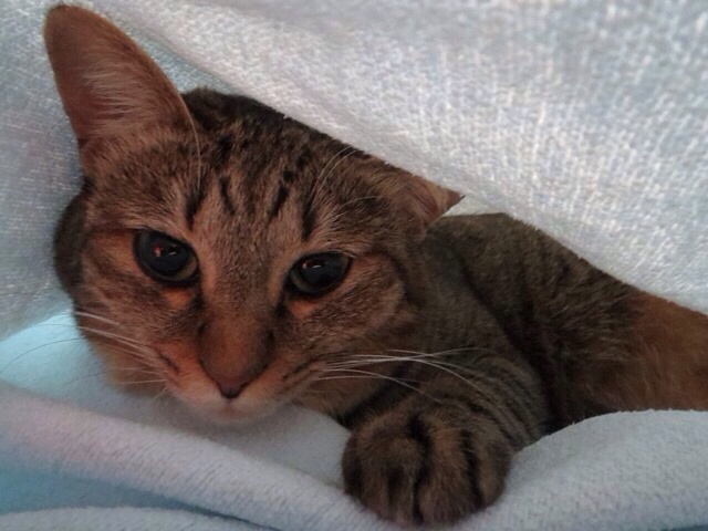 f:id:akiyochan15:20140209173854j:image:w518