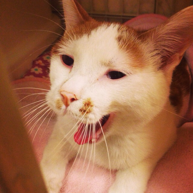 f:id:akiyochan15:20140211194608j:image:w400