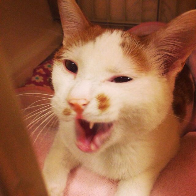 f:id:akiyochan15:20140211194609j:image:w400