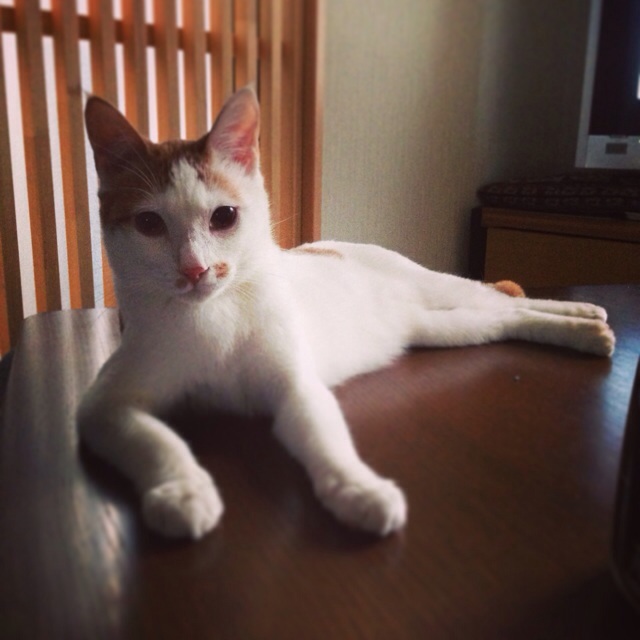 f:id:akiyochan15:20140211195614j:image:w400