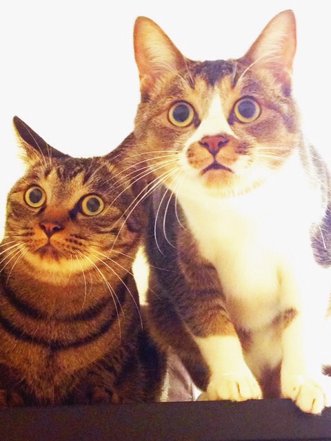 f:id:akiyochan15:20140211200225j:image:w389