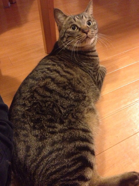 f:id:akiyochan15:20140211200226j:image:w389