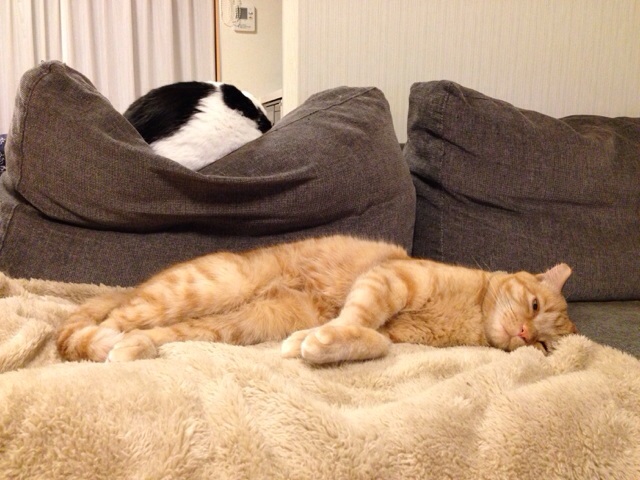 f:id:akiyochan15:20140217223716j:image:w518