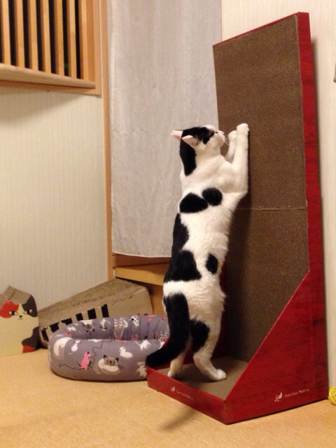 f:id:akiyochan15:20140218211808j:image:w389