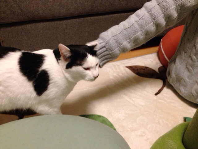 f:id:akiyochan15:20140218211809j:image:w518