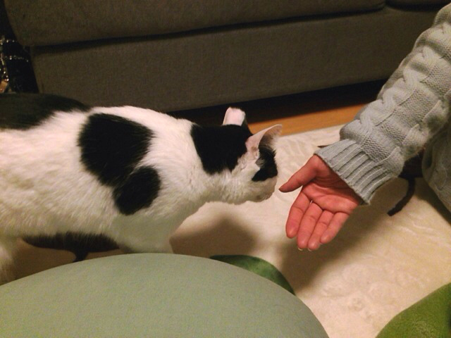 f:id:akiyochan15:20140218214721j:image:w518