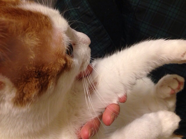 f:id:akiyochan15:20140218215341j:image:w518