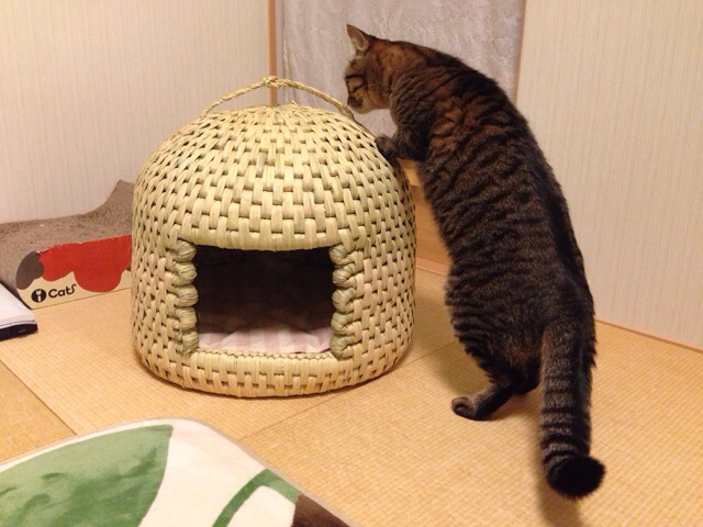 f:id:akiyochan15:20140219232351j:image:w518