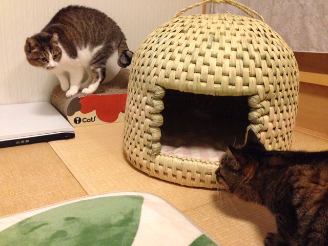 f:id:akiyochan15:20140219232352j:image:w518