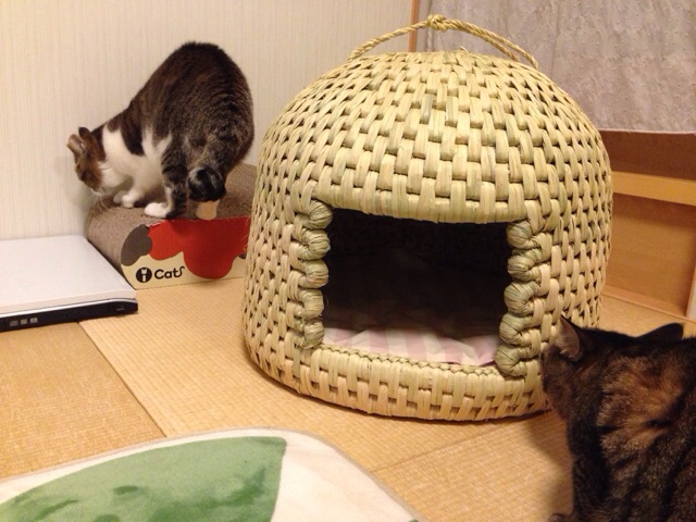 f:id:akiyochan15:20140219232353j:image:w518