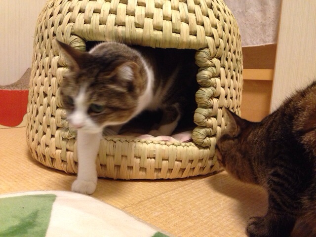 f:id:akiyochan15:20140219232420j:image:w518