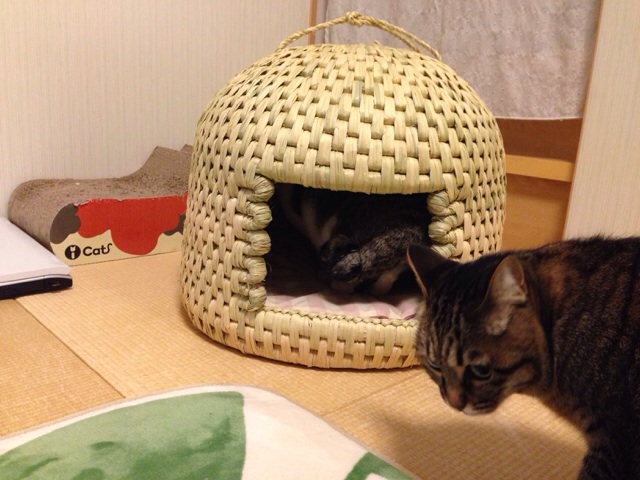 f:id:akiyochan15:20140219232421j:image:w518