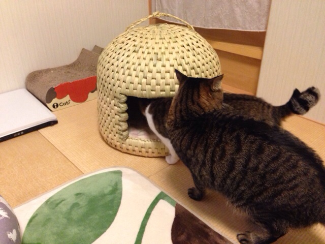 f:id:akiyochan15:20140219232422j:image:w518